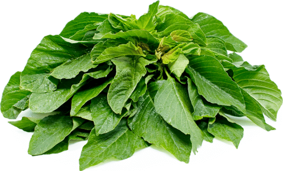 Fresh tete Vegetable