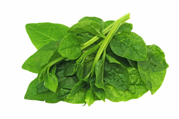 WaterLeaf